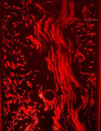 Wasserwand rot
